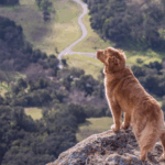 Quelle distance quotidienne est raisonnable avec un chien ?