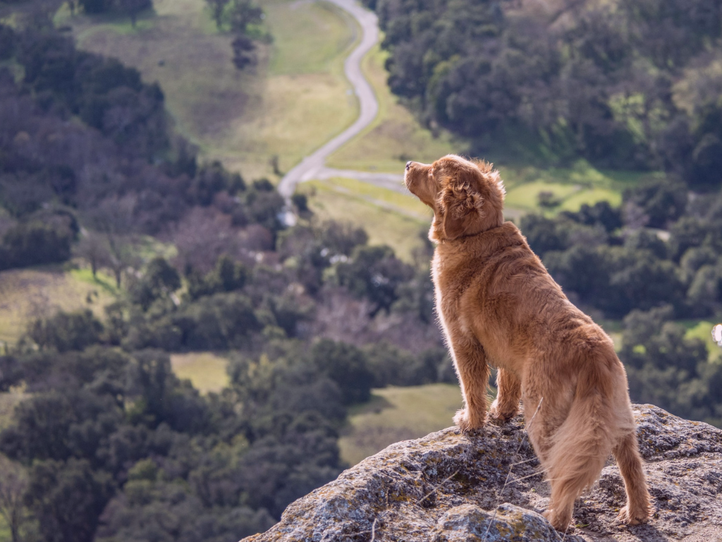 Quelle distance quotidienne est raisonnable avec un chien ?