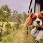 Comment rentrer de Saint-Jacques-de-Compostelle avec son chien ?