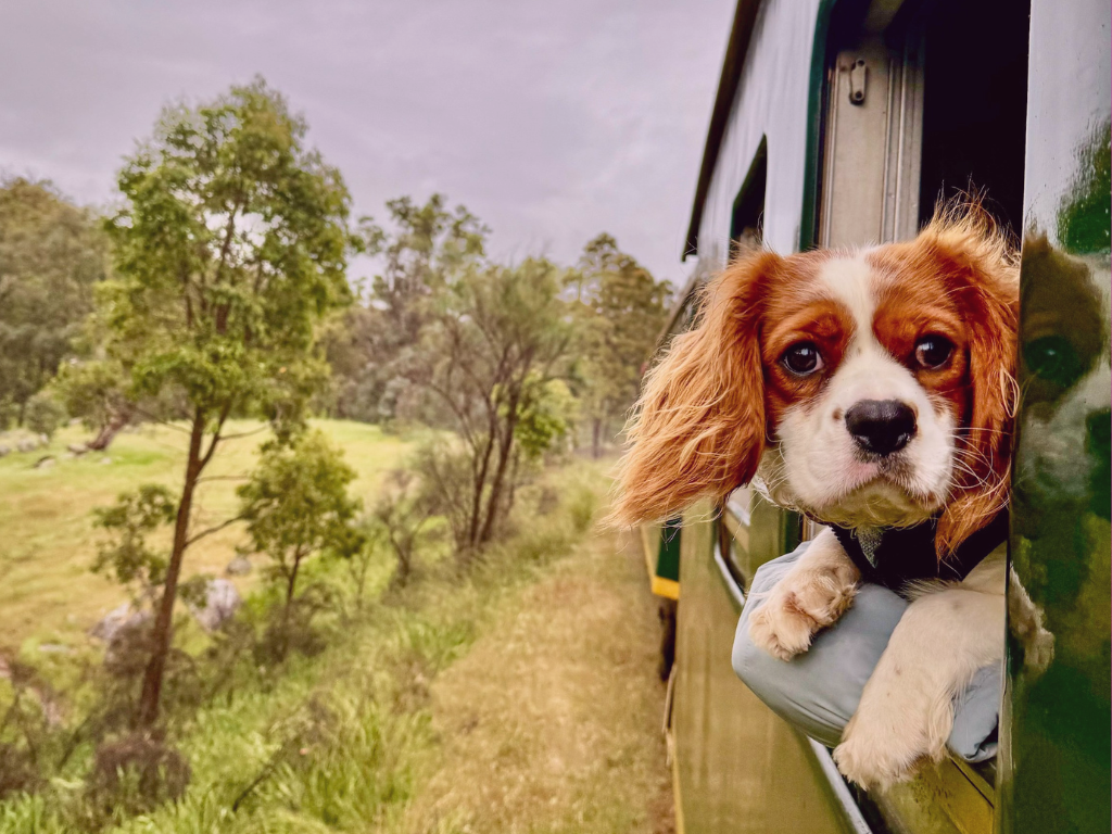 Comment rentrer de Saint-Jacques-de-Compostelle avec son chien ?
