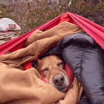 Où dormir avec un chien sur le Chemin ?