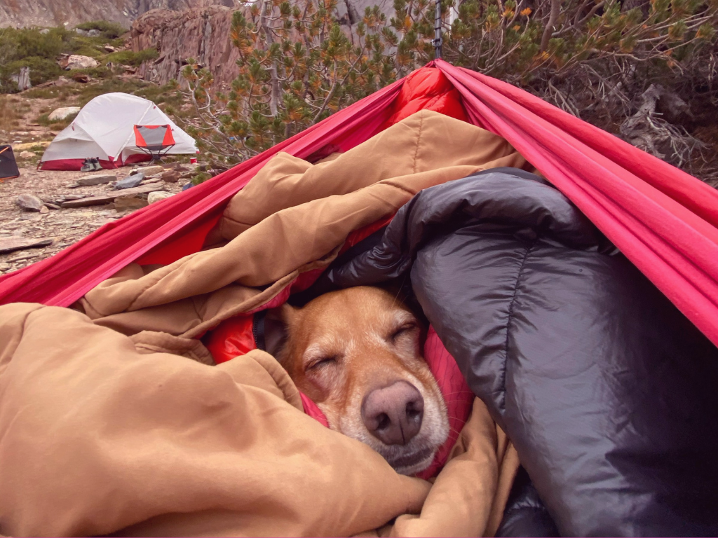 Où dormir avec un chien sur le Chemin ?