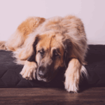 Liste des hébergements pour cani-pèlerins (France)