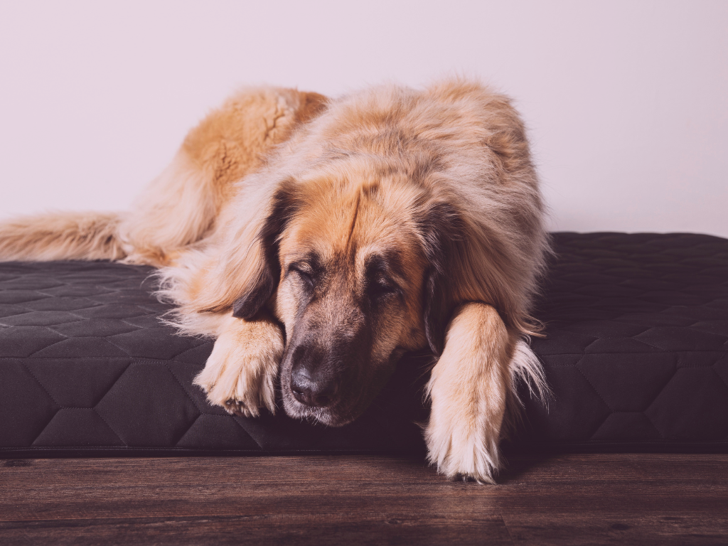 Liste des hébergements pour cani-pèlerins (France)